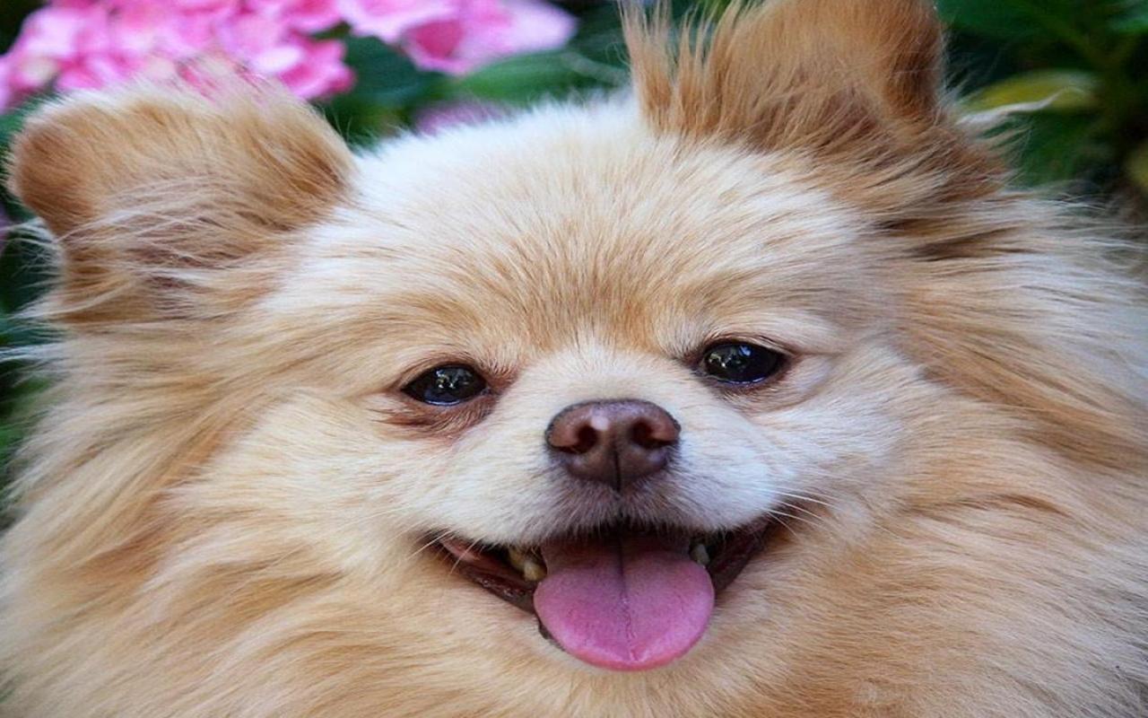 1280x800 Pomeranian Wallpaper 1080p BCE122