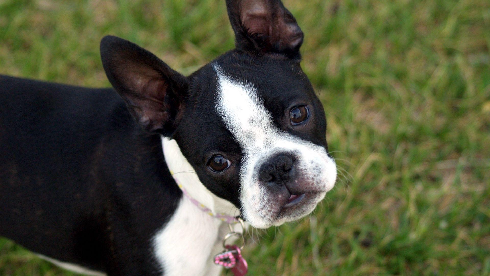 1920x1080 Download wallpaper 1920x1080 boston terrier, puppy, face