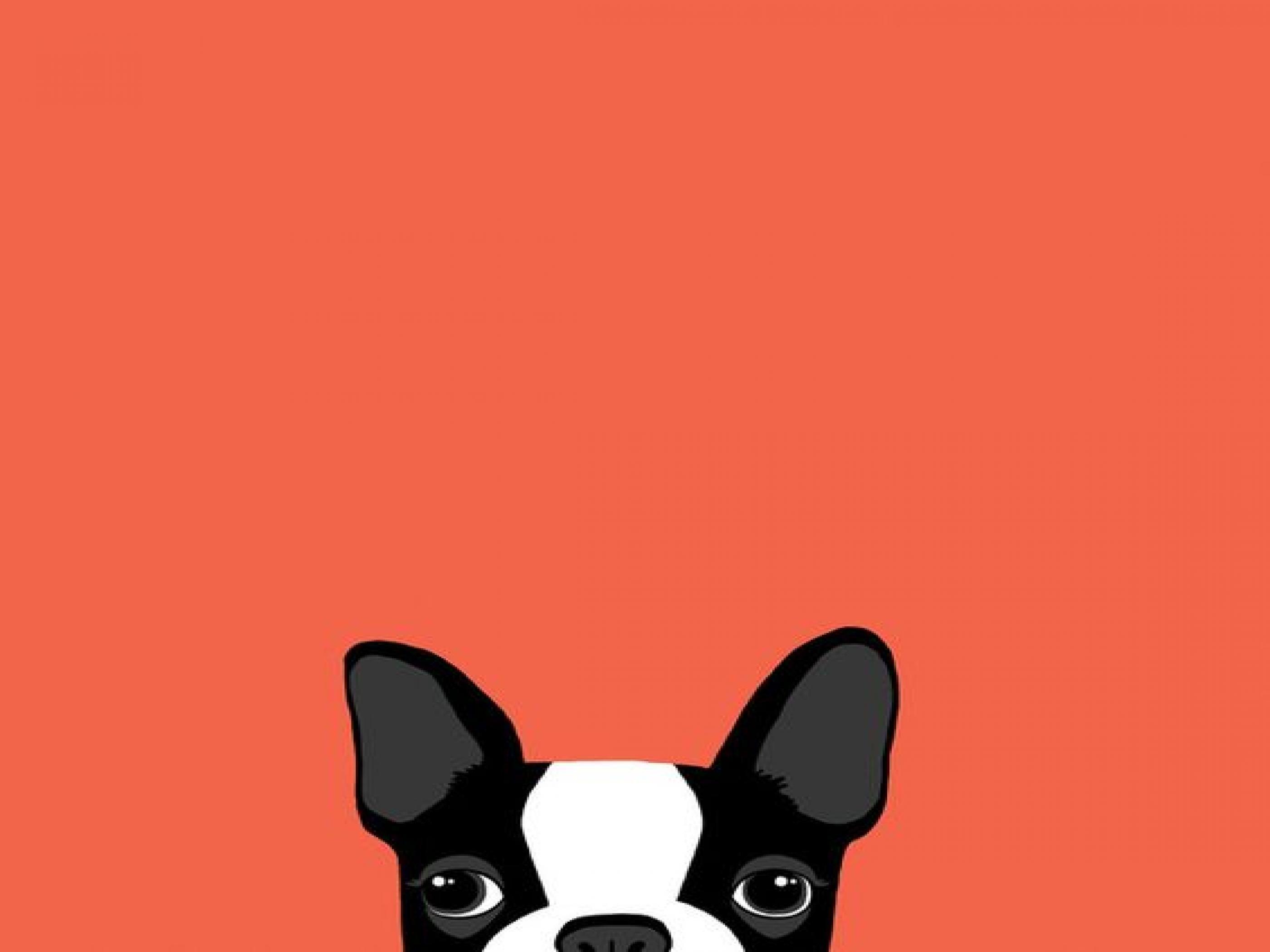 Boston Terrier Wallpapers - Top Free