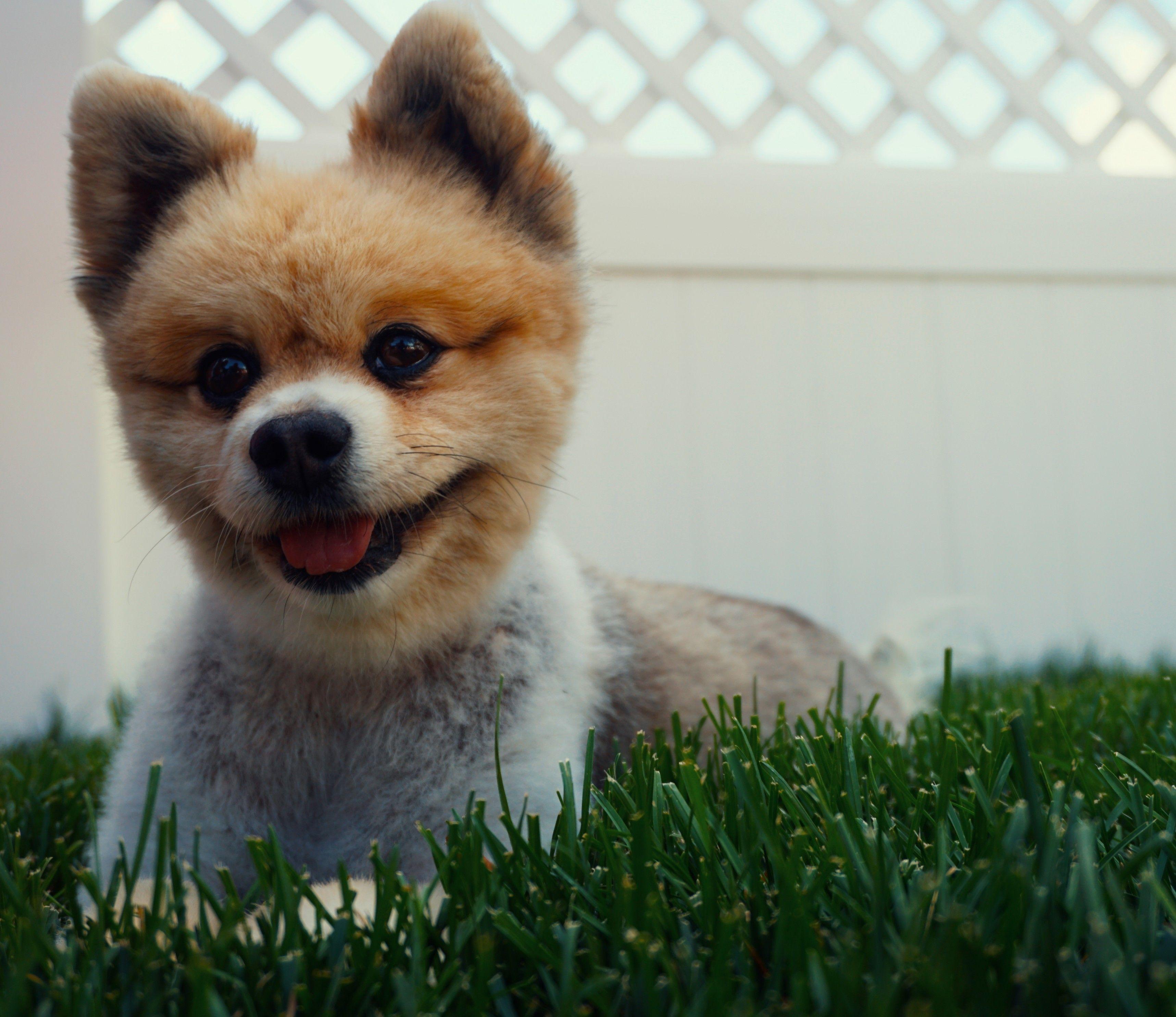 3434x2968 Download 3434x2968 Pomeranian, Puppy, Cute, Grass, Tongoue