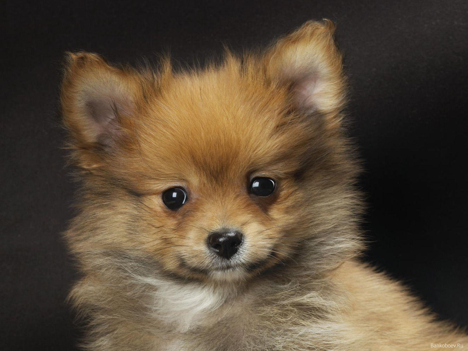 1600x1200 pomeranian, Dog, Dogs Wallpaper HD / Desktop and Mobile