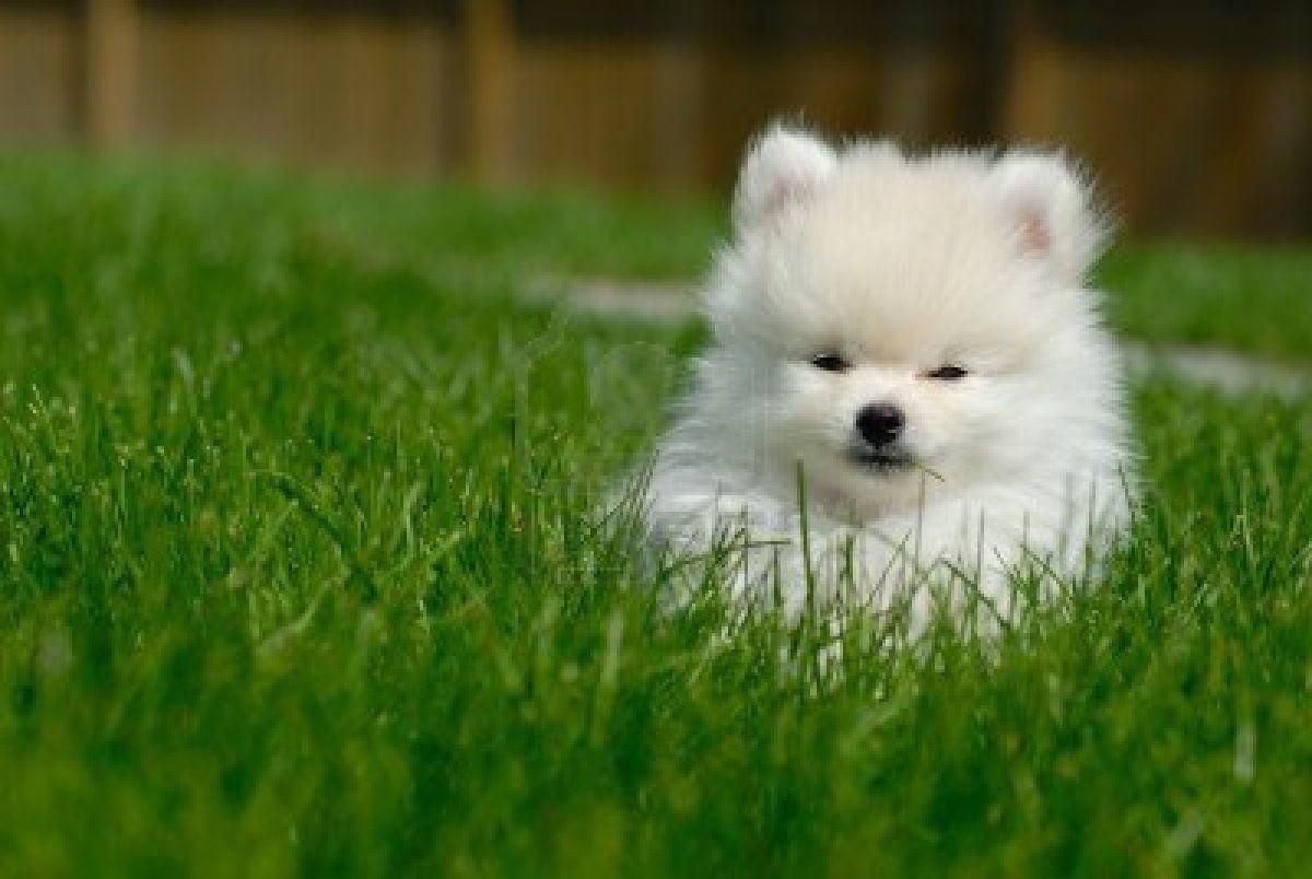 1200x804 Pomeranian Puppy Wallpaper Hd, HD Wallpaper & background