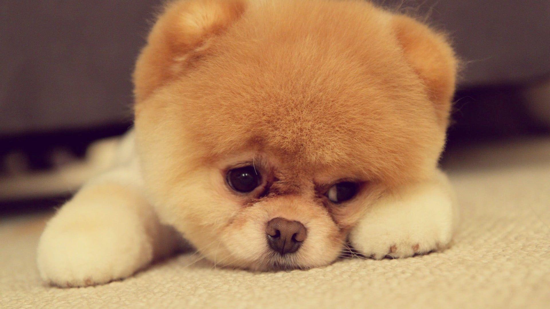 1920x1080 Black pomeranian puppy HD wallpaper