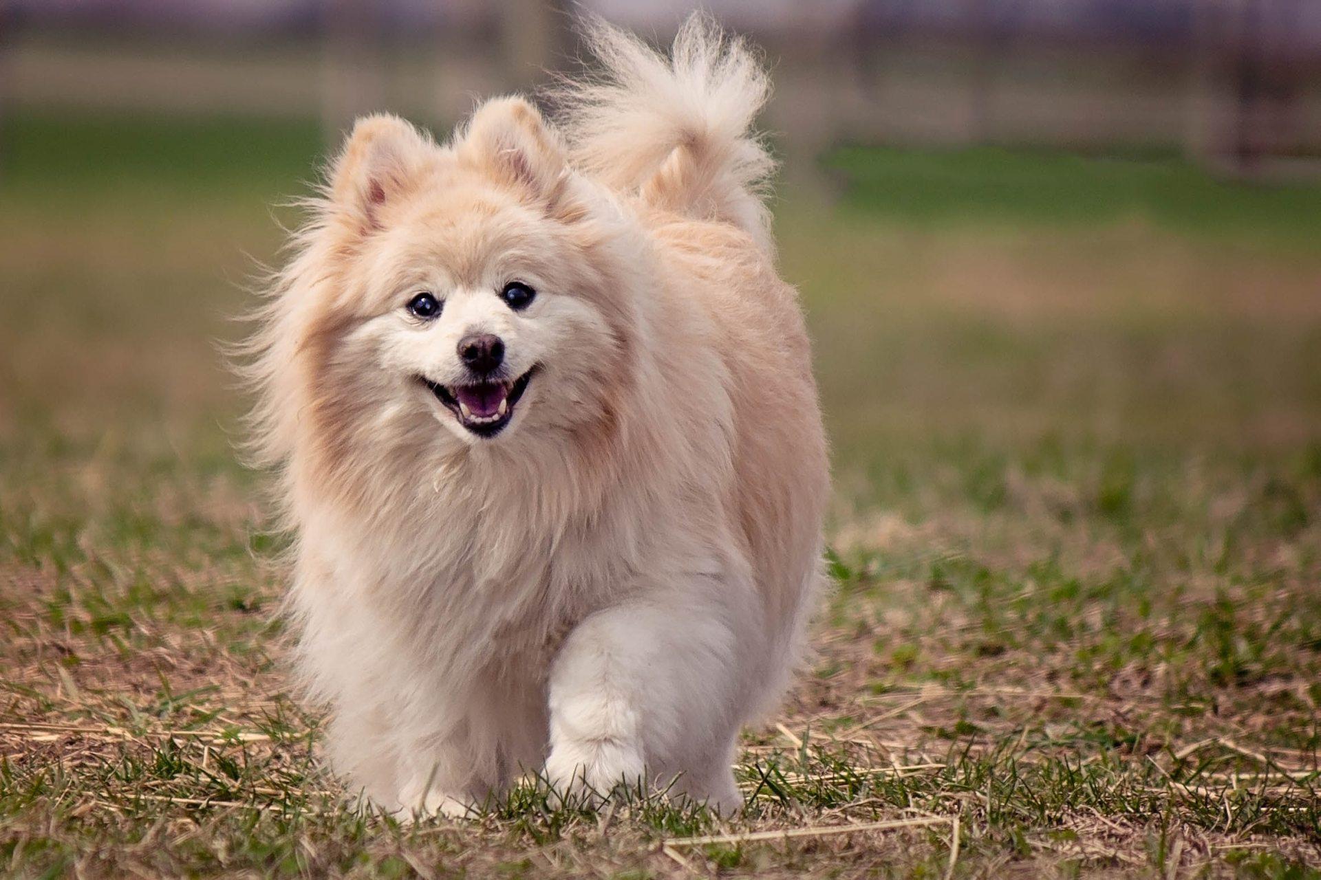 1920x1280 Pomeranian Wallpaper