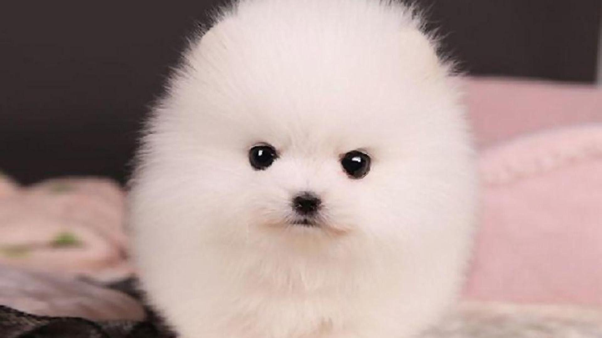 1920x1080 Pomeranian Wallpaper