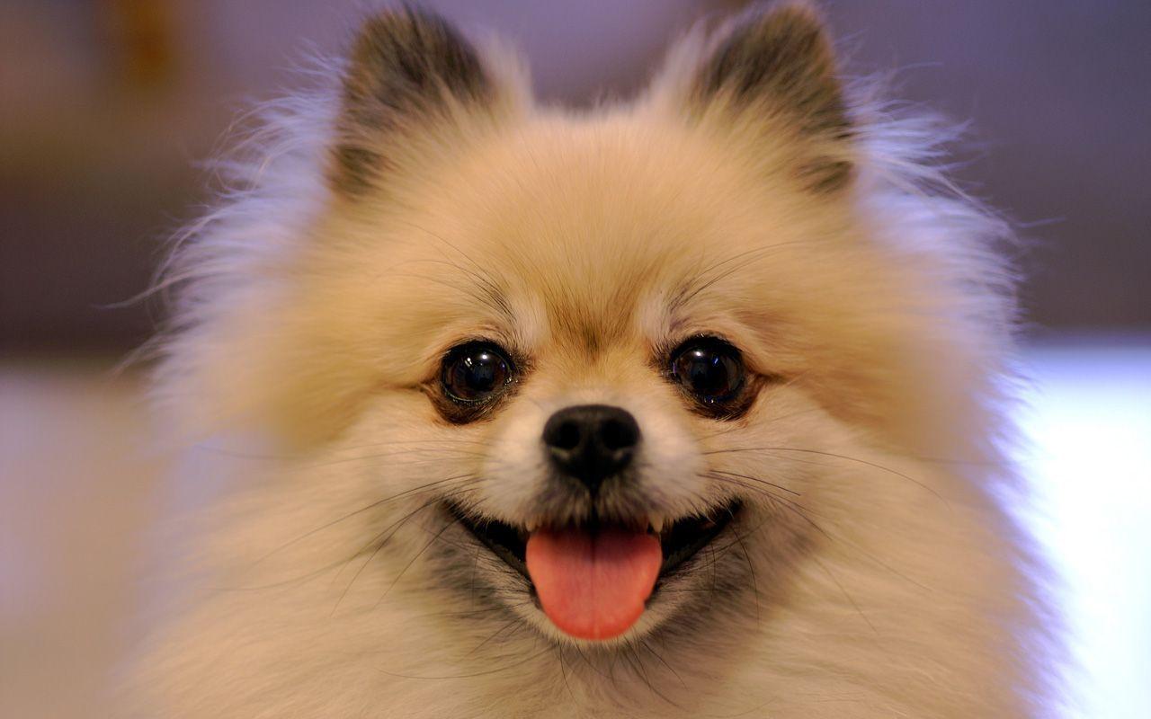 1280x800 Pomeranian Wallpaper. Pomeranian