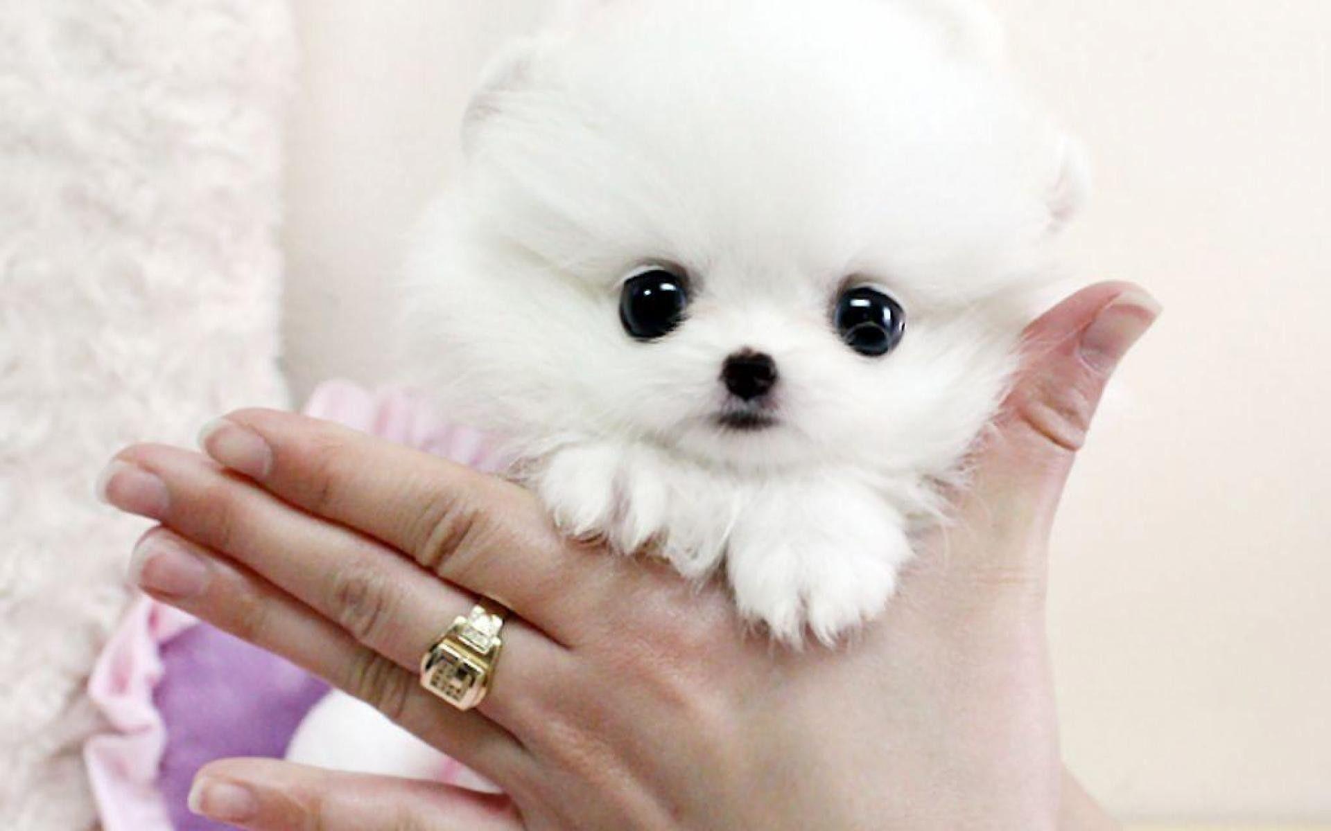1920x1200 Pomeranian Wallpaper