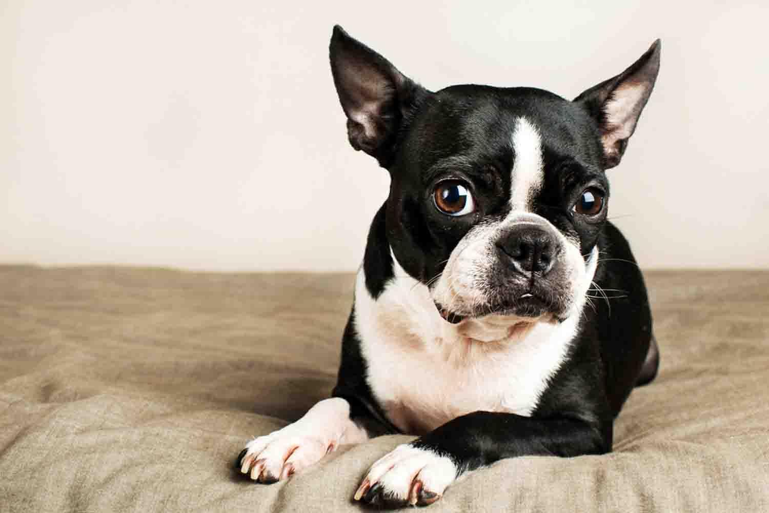 1500x1000 Boston Terrier Wallpaper for Android