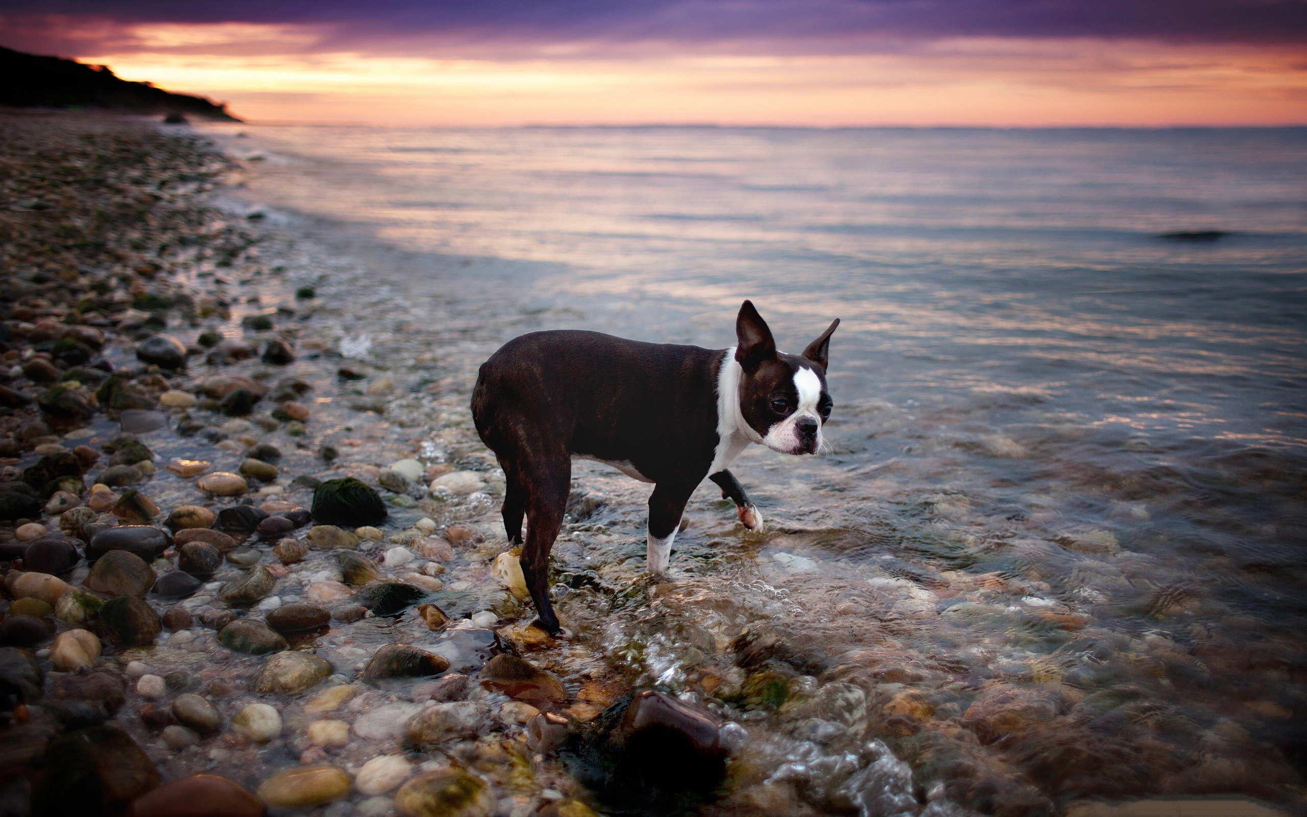 Boston Terrier Desktop Wallpapers - Top Free Boston Terrier Desktop