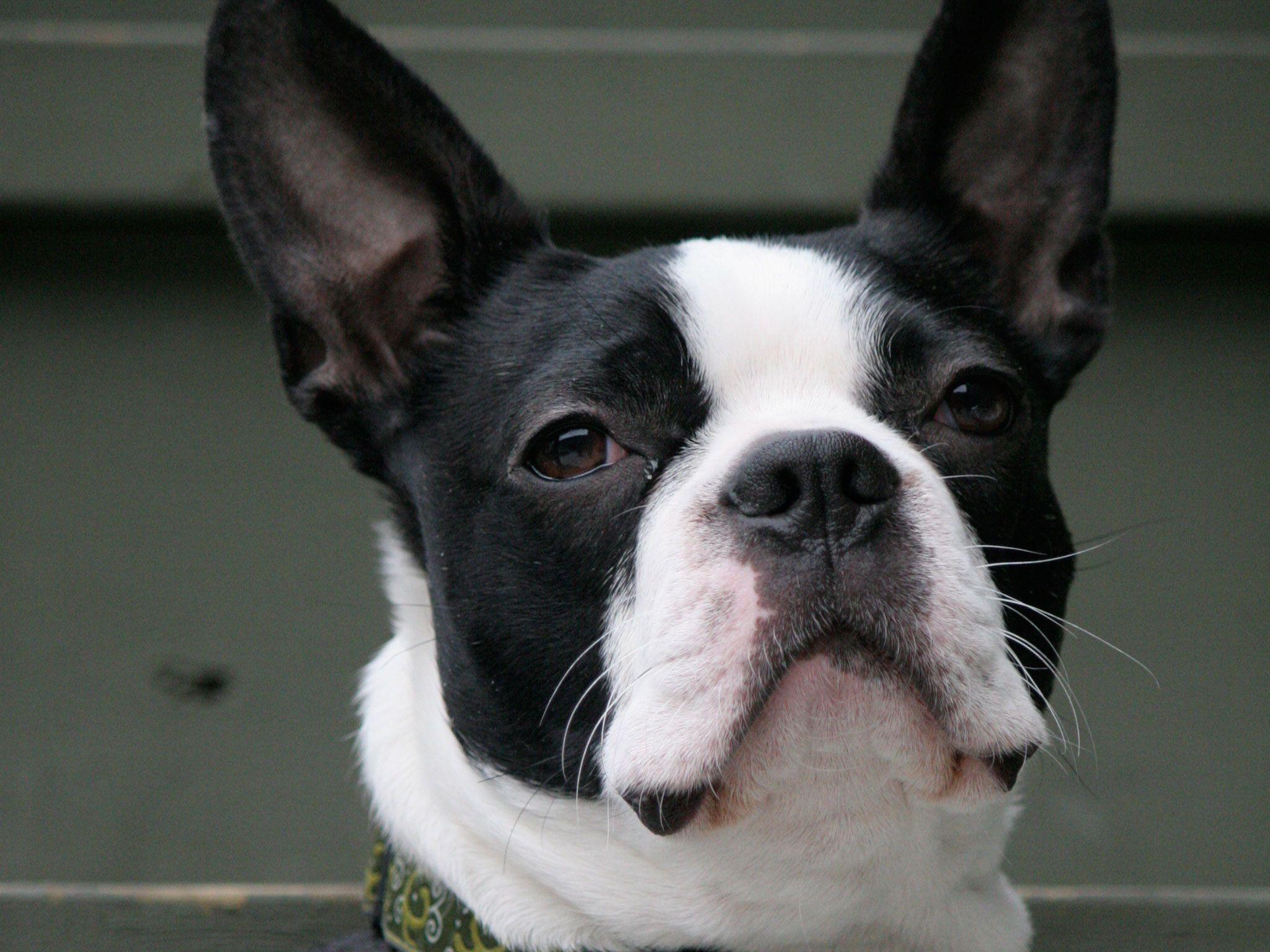 Boston Terrier Wallpapers - Top Free Boston Terrier Backgrounds