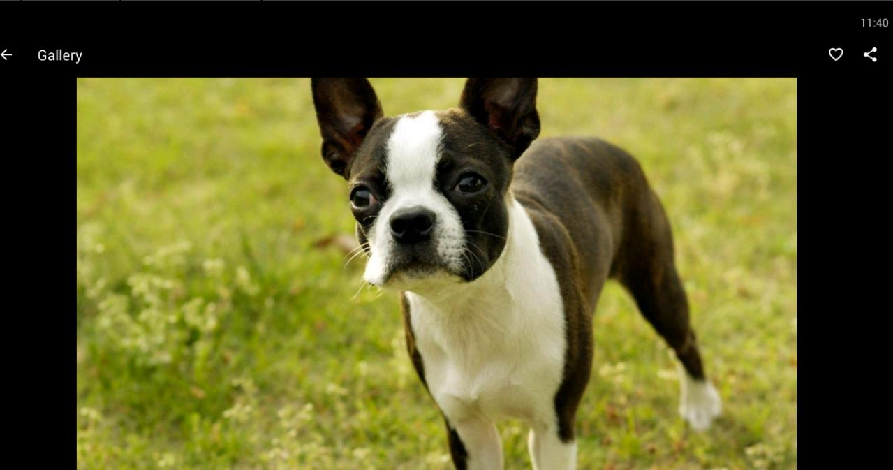 1279x673 Boston Terrier Wallpaper HD for Android