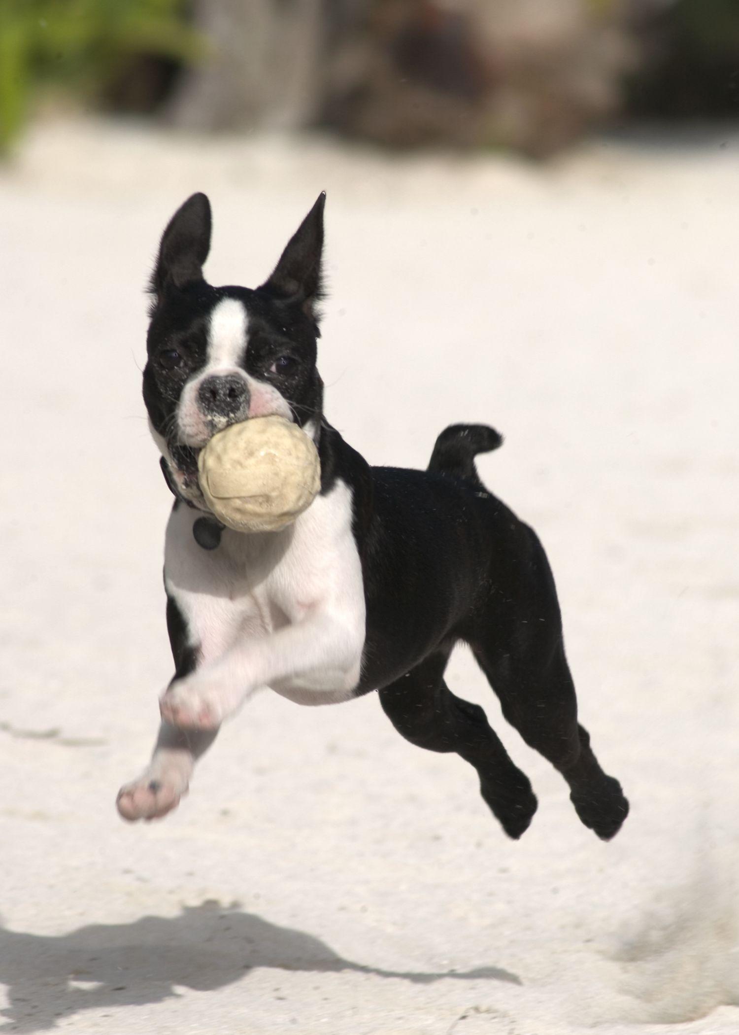 1500x2100 Boston Terrier with a ball photo and wallpaper. Beautiful
