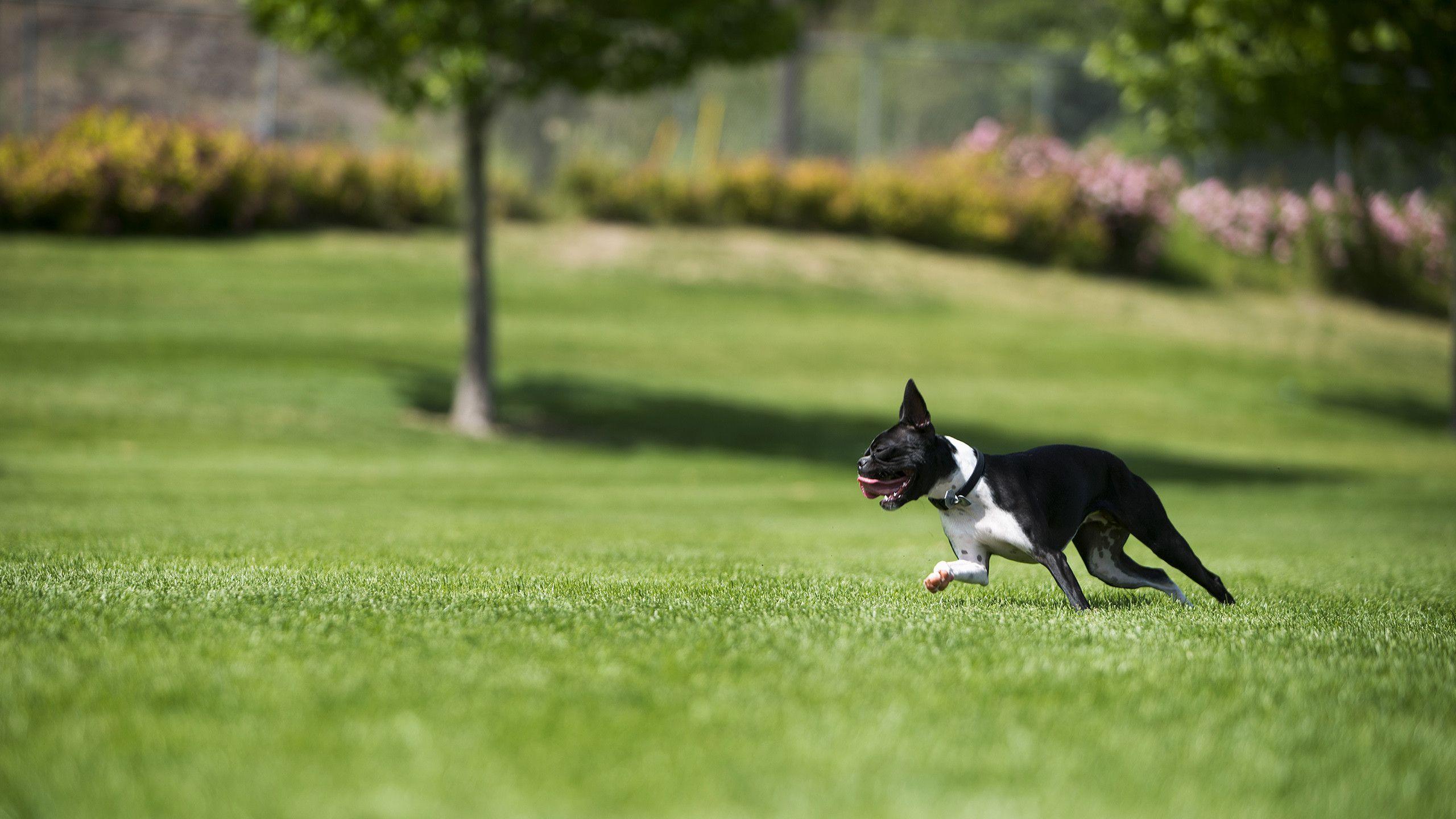 2560x1440 Happy Boston Terrier (OC)[2560x1440]