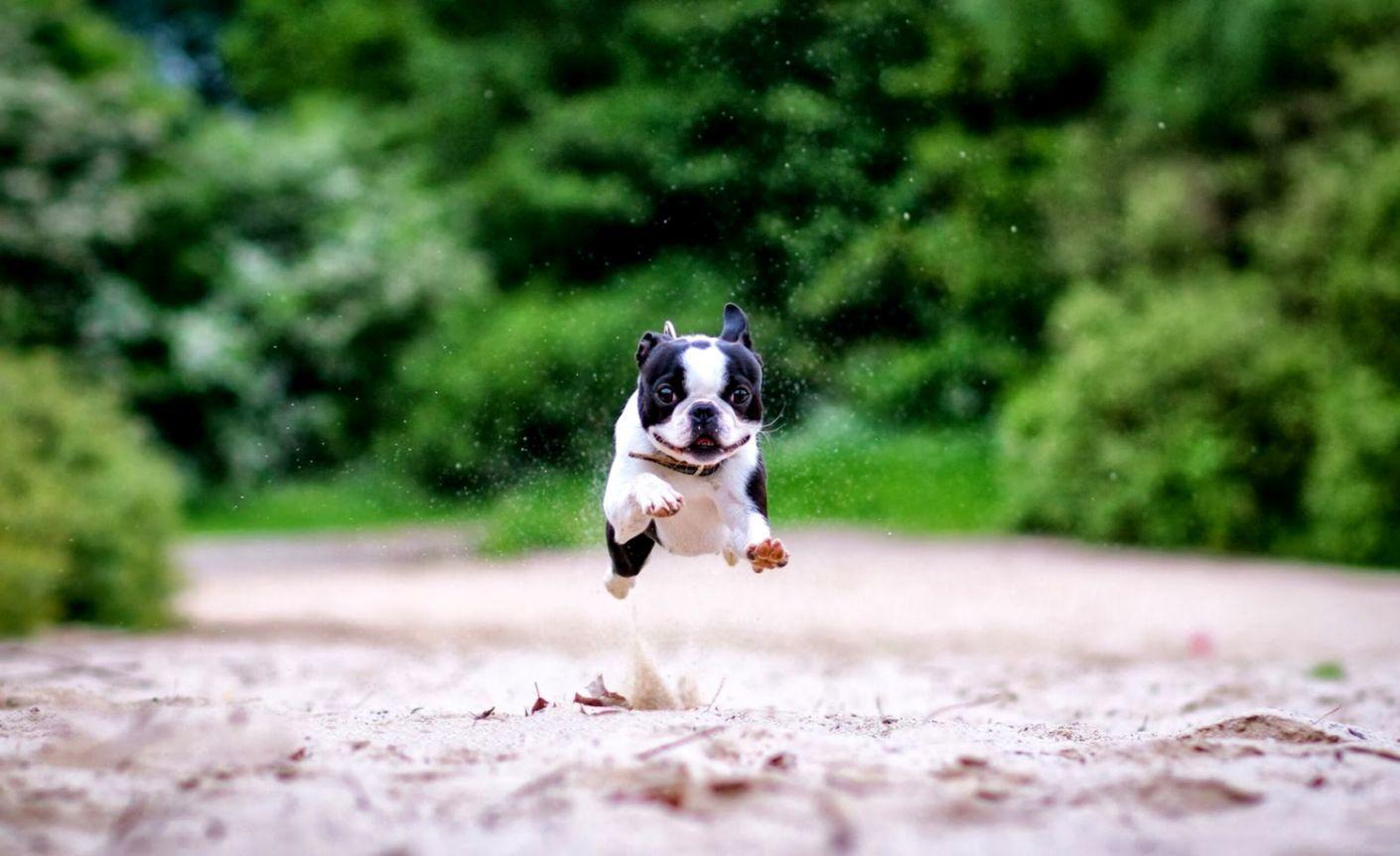 1410x862 Boston Terrier Dog HD Wallpaper