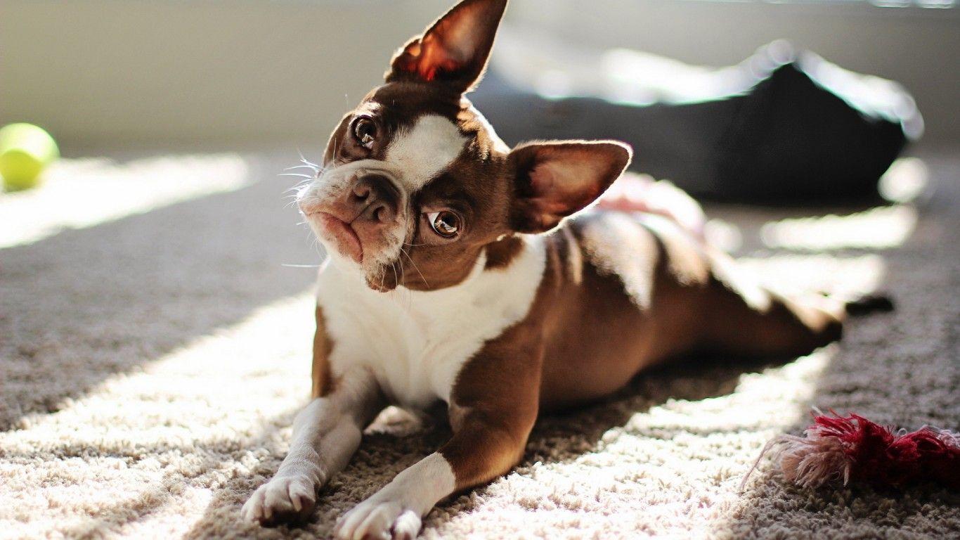 1366x768 Brown White Boston Terrier Wallpaper. All Puppies Picture