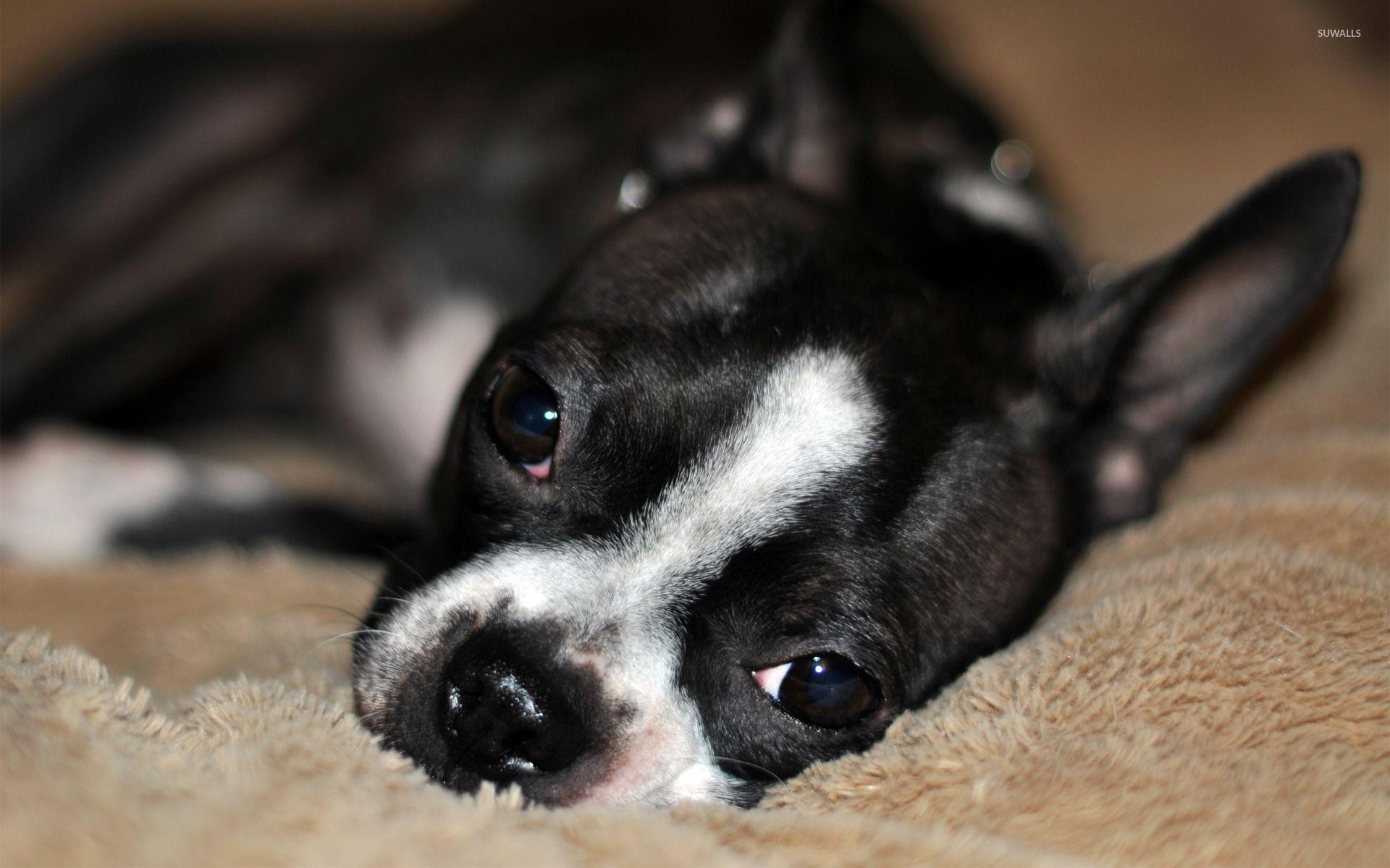 1920x1200 Boston Terrier [2] wallpaper wallpaper