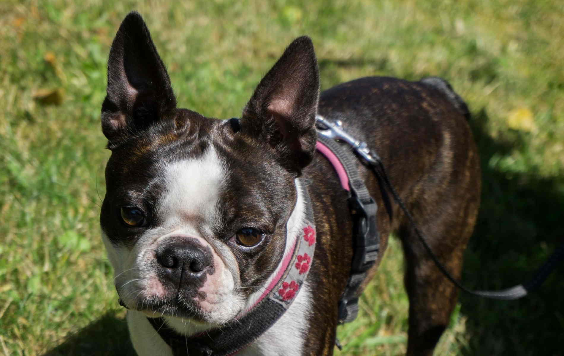 1900x1200 Boston Terrier Wallpaper