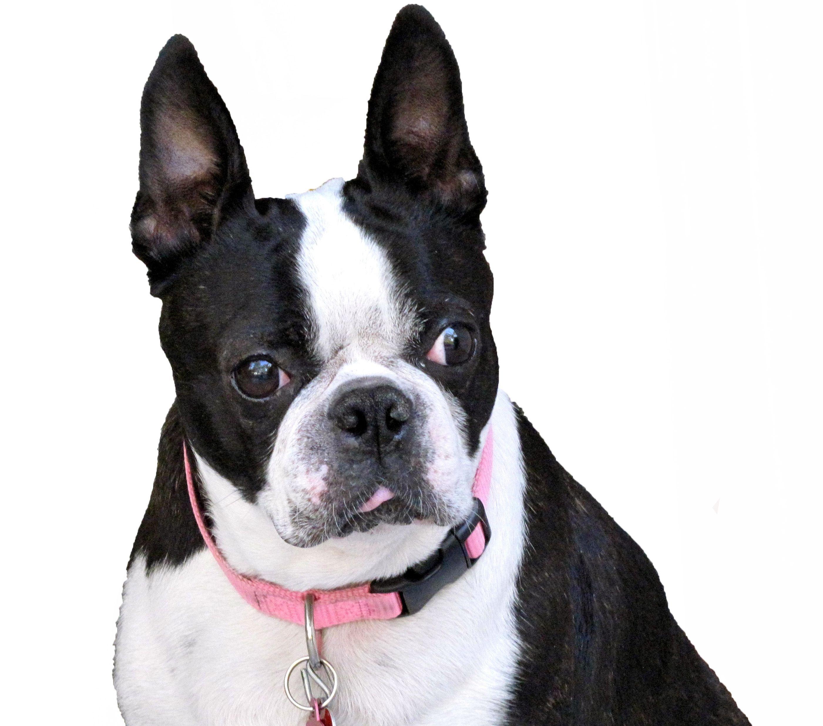 Boston Terrier Wallpapers - Top Free Boston Terrier Backgrounds