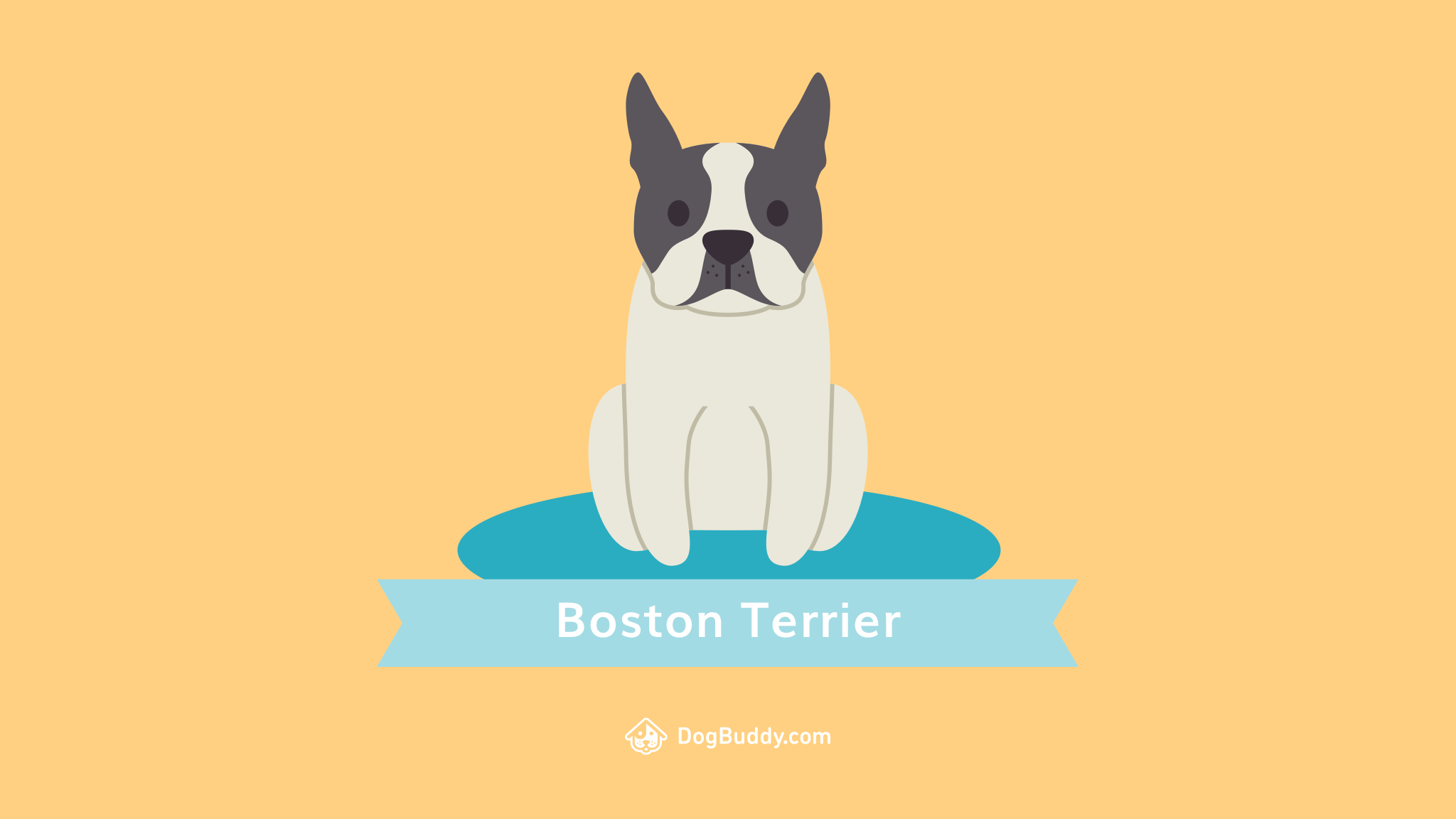 Boston Terrier Wallpapers - Top Free Boston Terrier Backgrounds