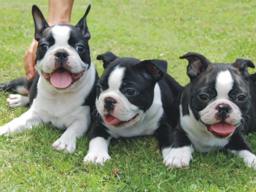 1024x768 Boston Terrier wallpaperx768