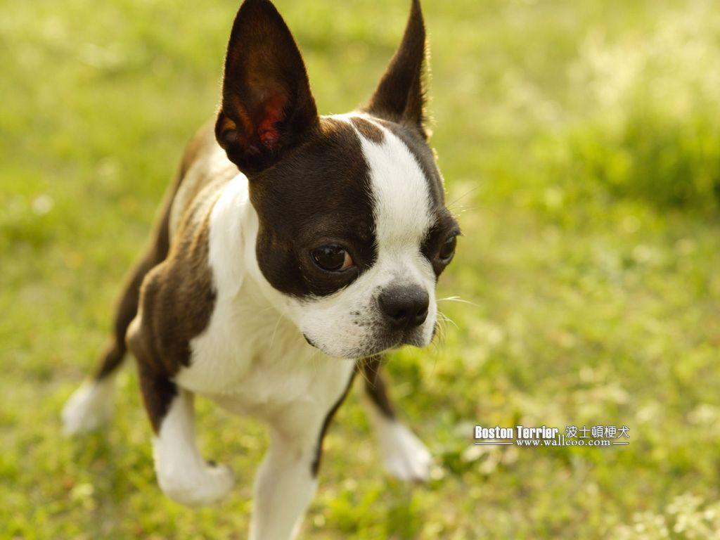 1024x768 mild blogs: boston terrier wallpaper