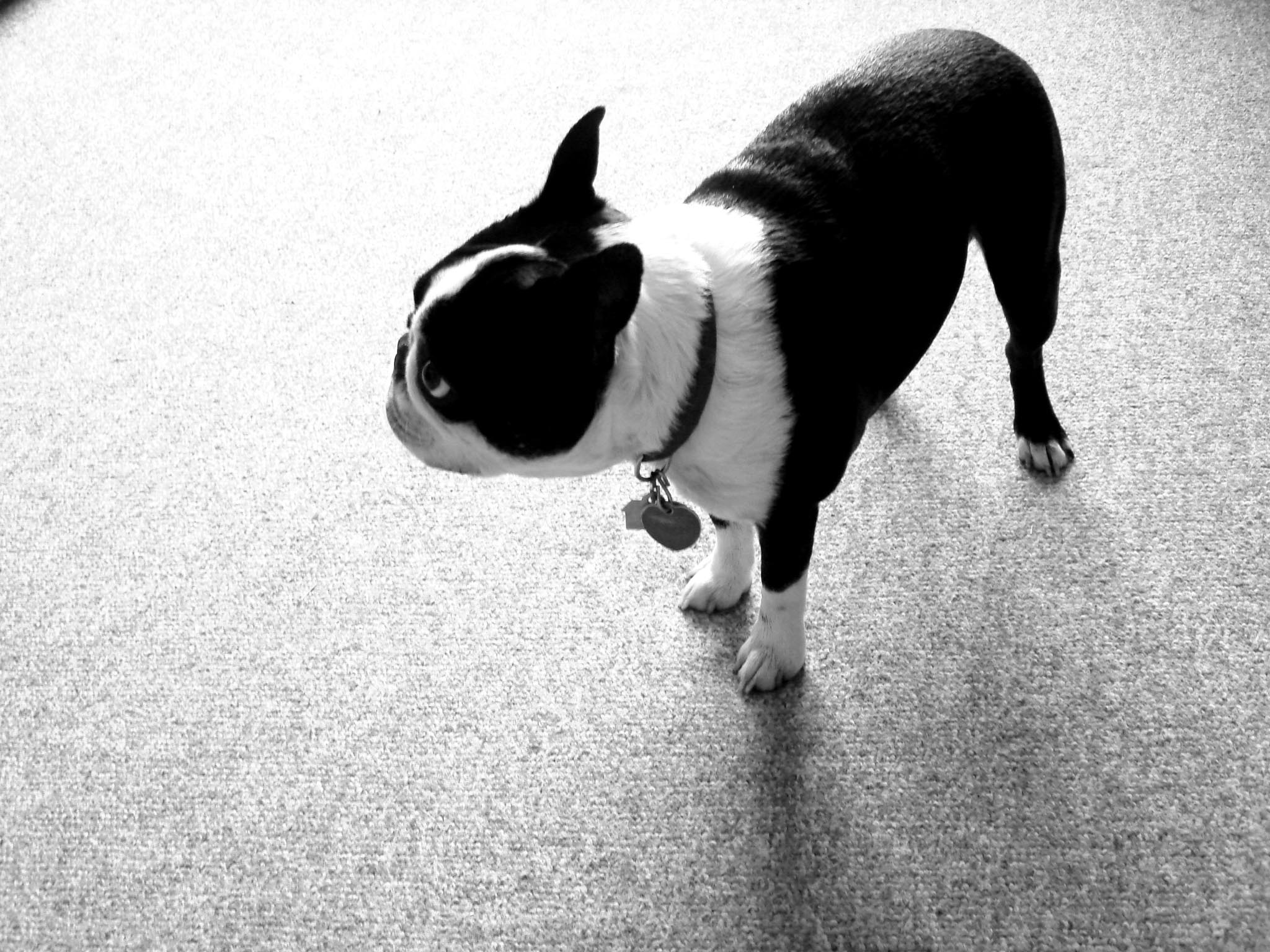 2048x1536 Boston Terrier Desktop Background