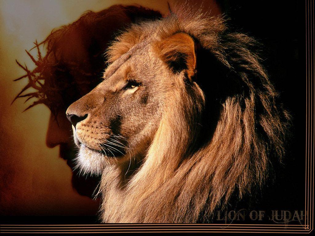 Lion Of Judah Wallpaper 4K