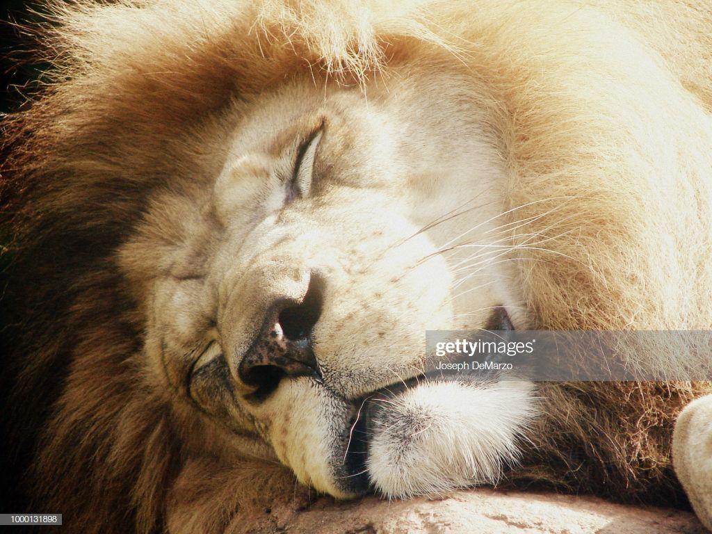 1024x768 Lion Of Judah High Res