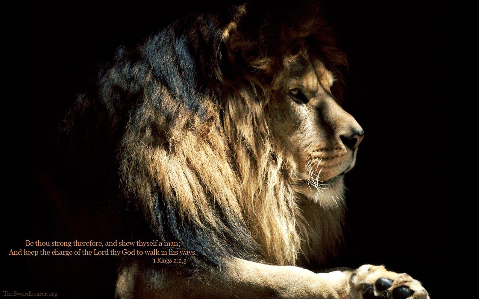 1600x1000 Lion Of The Tribe Of Judah Mi Ph Wallpaper Download, HD