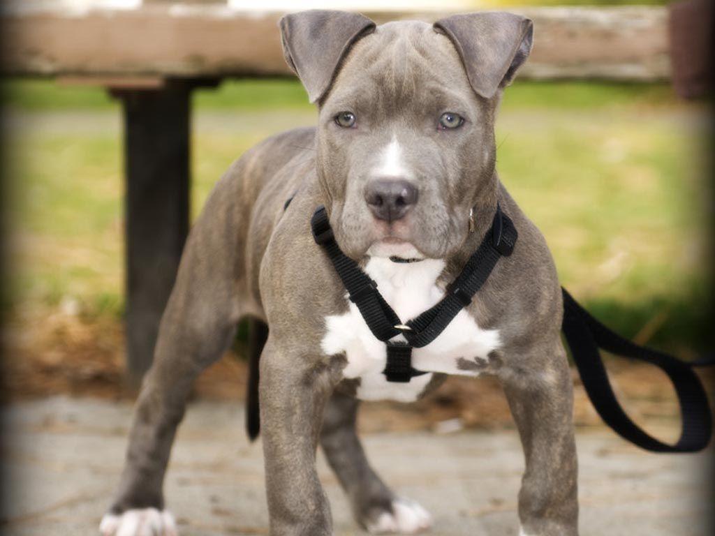 1024x768 Pitbull Dogs Picture Wallpaper