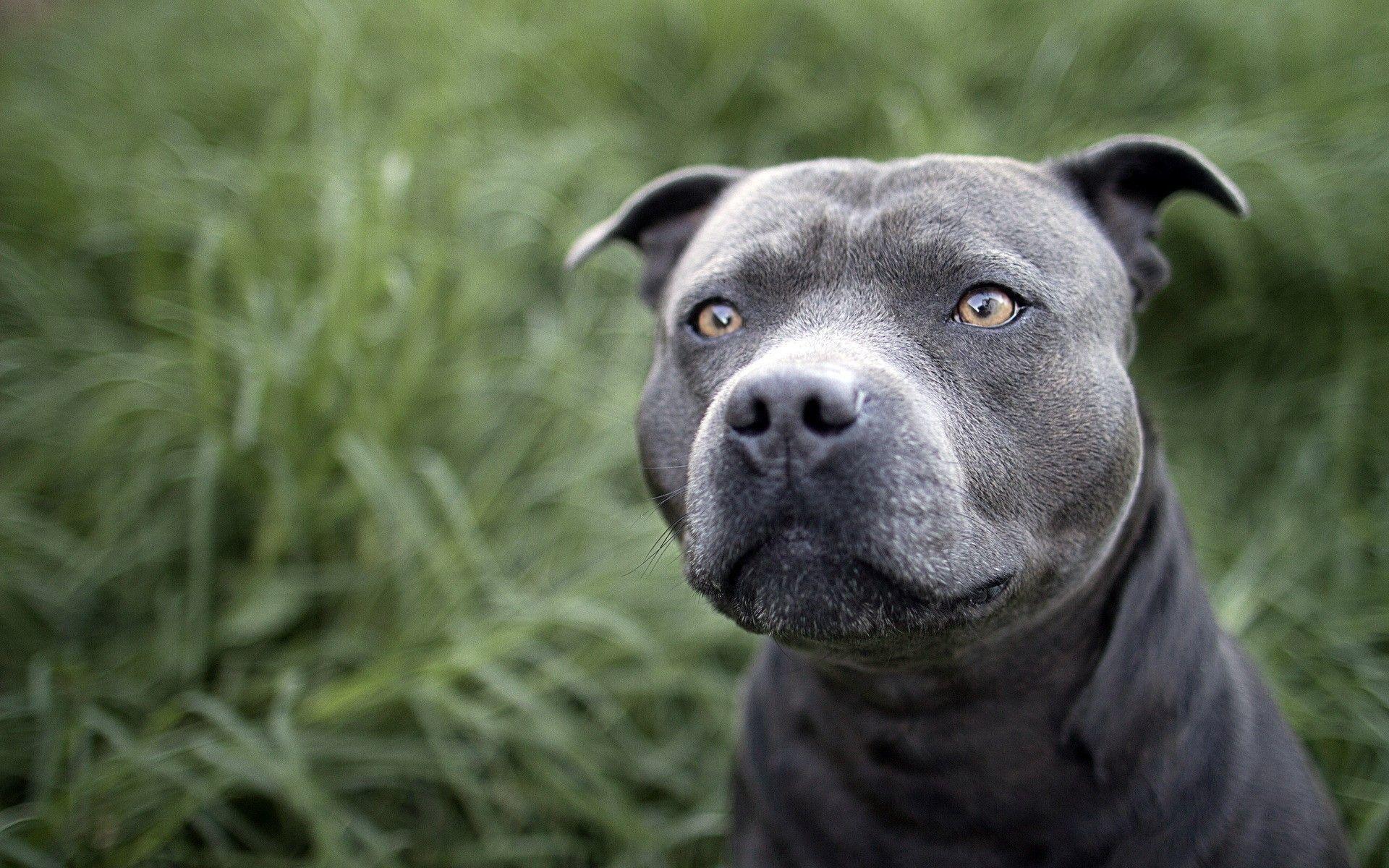 1920x1200 Cute Pitbull Wallpaper