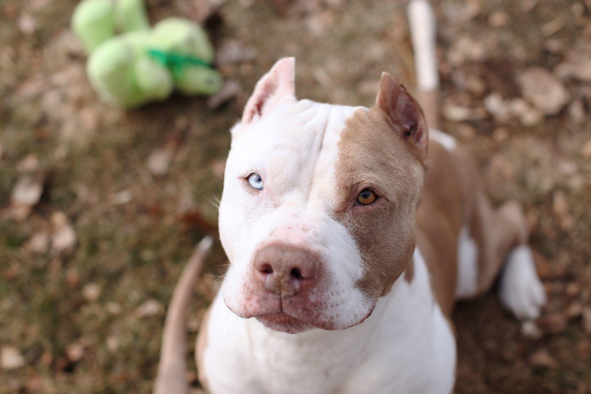 2048x1365 Red Nose Pitbull White And Brown Wallpaper