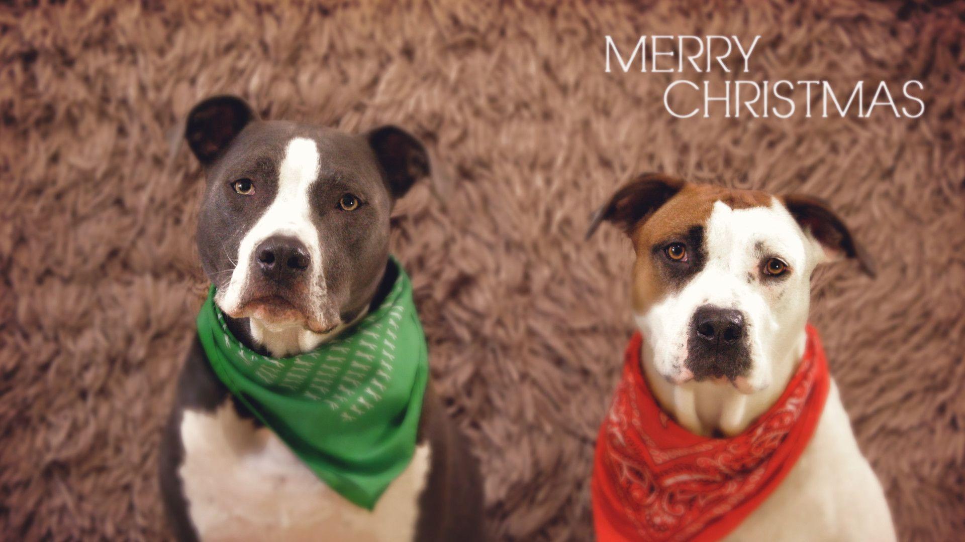 1920x1080 Christmas Pitbull Wallpaper