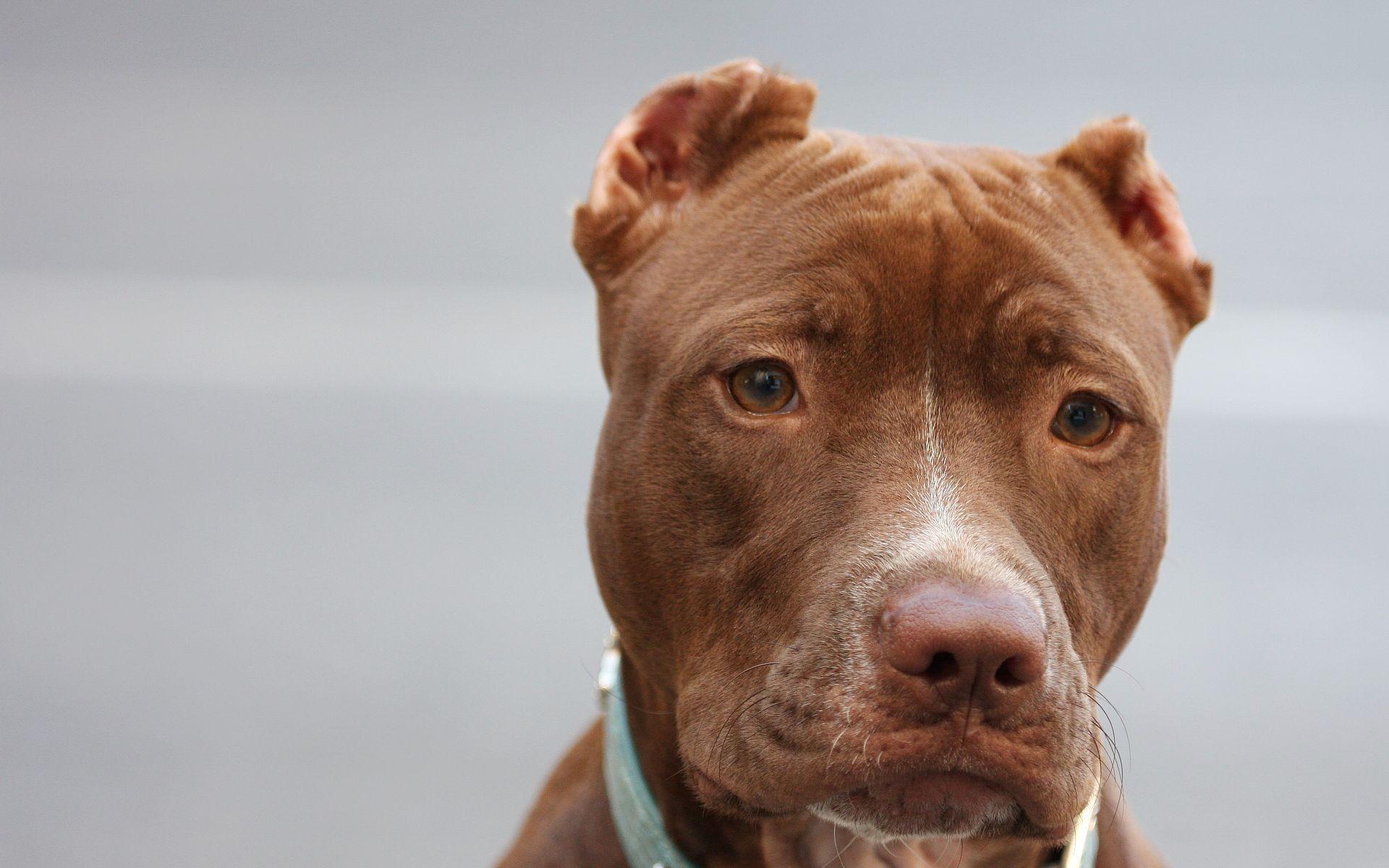 1920x1200 Cute Pitbull Wallpaper