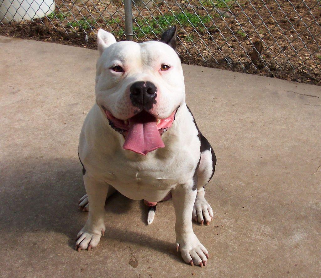 1024x885 Free download Cute American Pit Bull Terrier Wallpaper