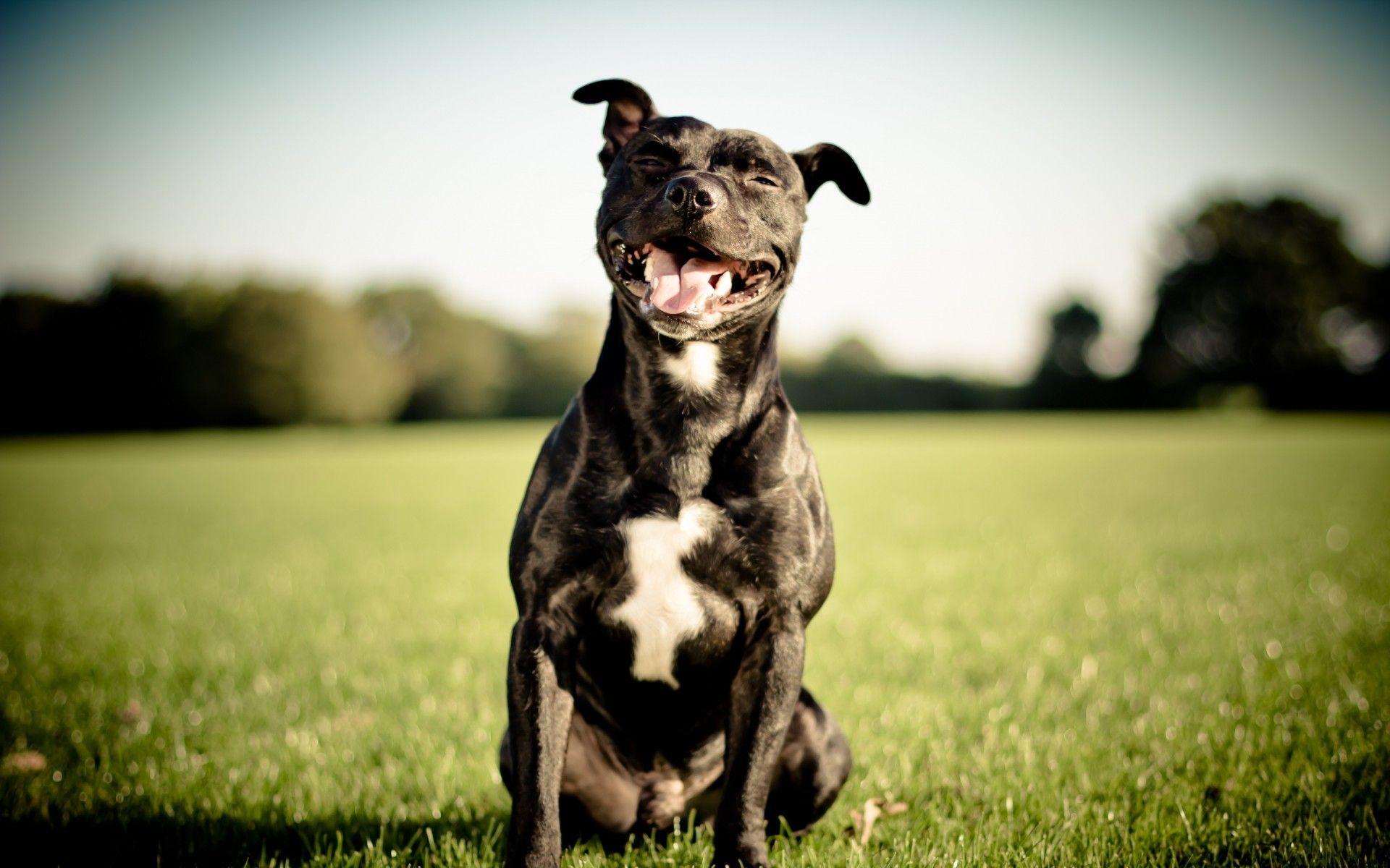 1920x1200 Pitbull Wallpaper