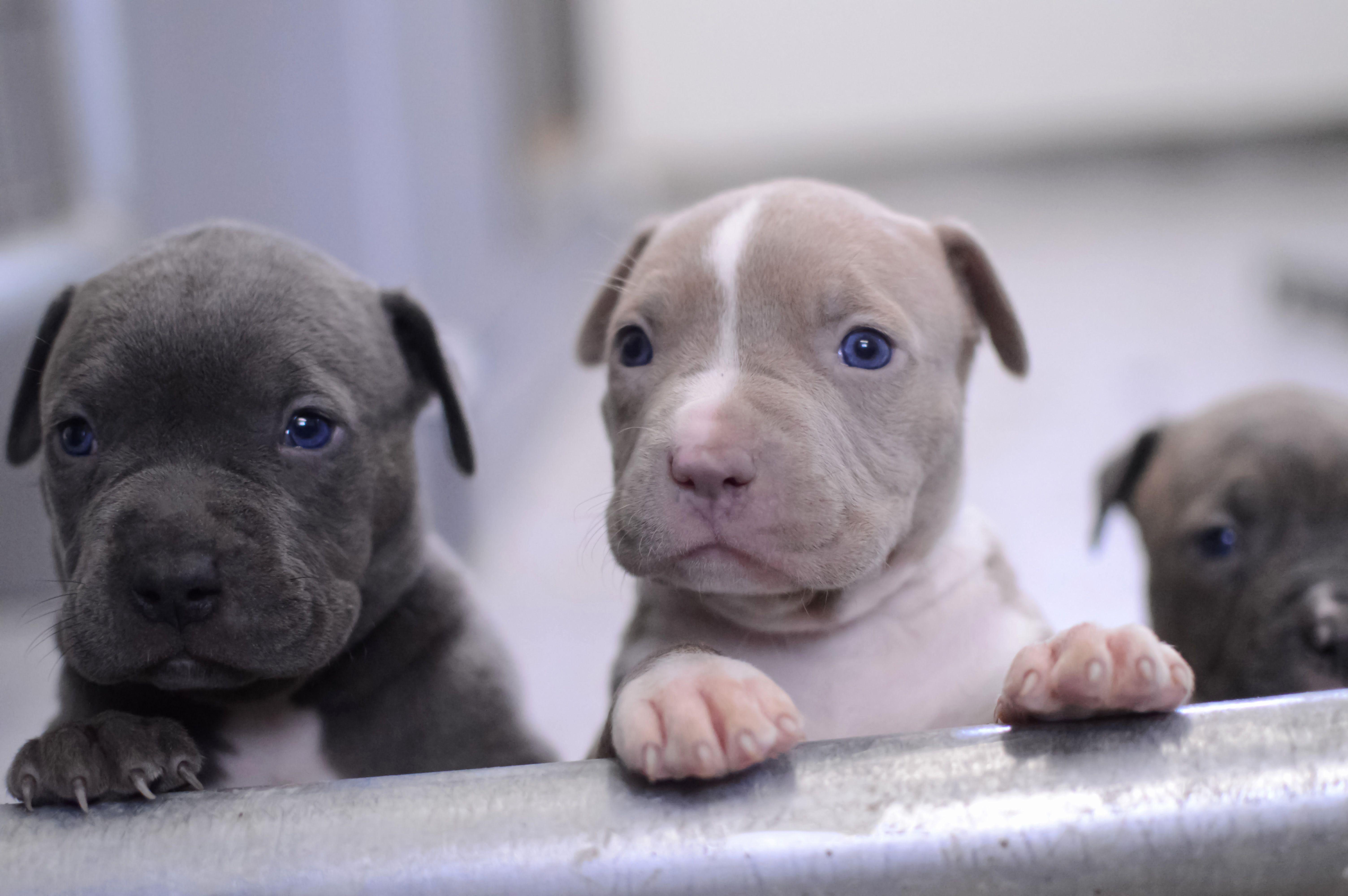 Pitbull Dog Wallpapers Top Free Pitbull Dog Backgrounds WallpaperAccess