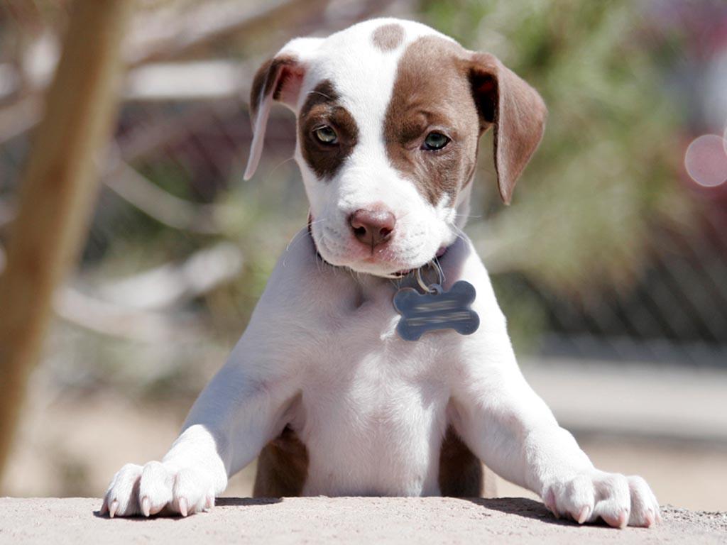 1024x768 Pitbull Puppies Wallpaper