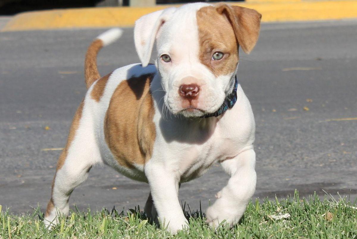 Hình ảnh con chó 1200x805 Hình nền dễ thương Pitbull Puppy Puppy Mắt đẹp HD