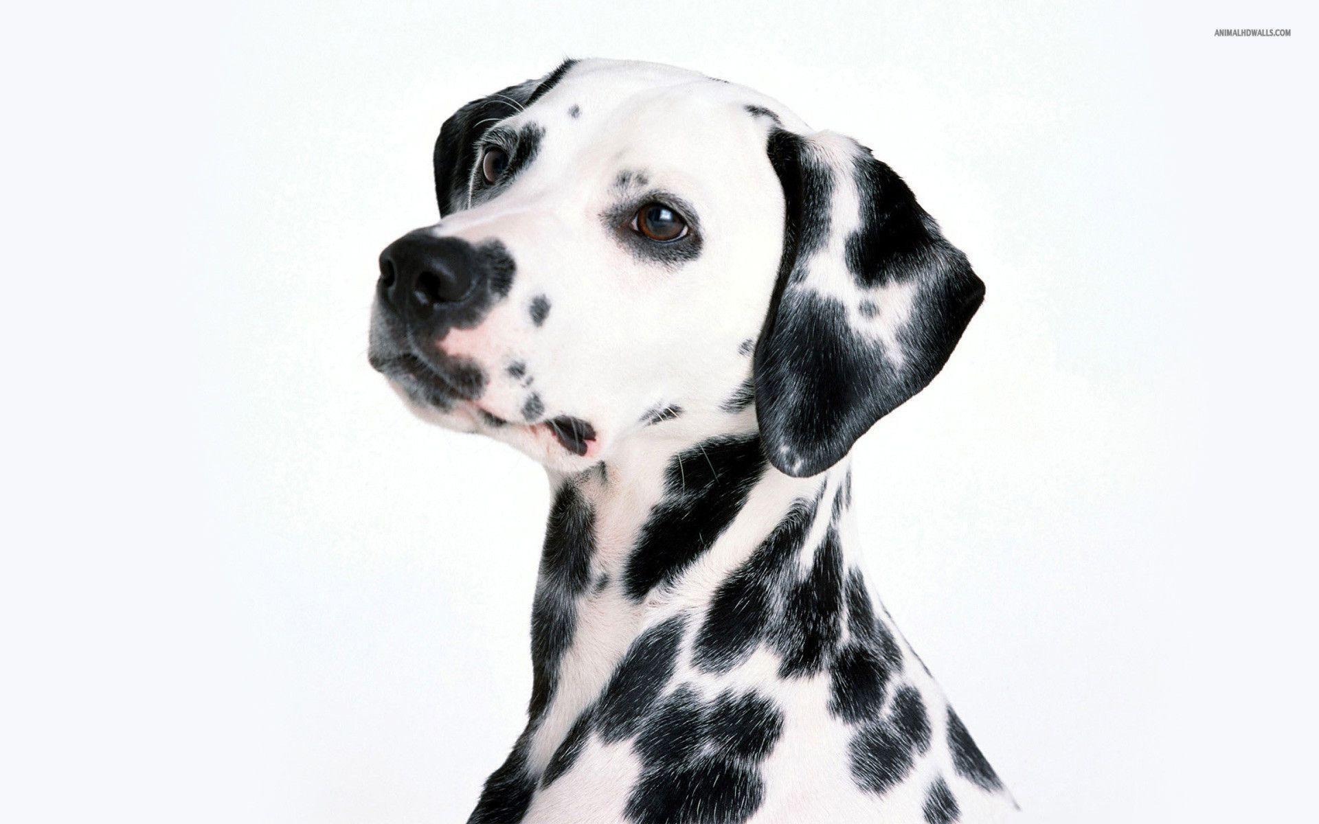 Dalmatian Seamless Pattern Animal Skin Print Dogs Black Dots And Paw On  White Background Vector Stock Illustration  Download Image Now  iStock