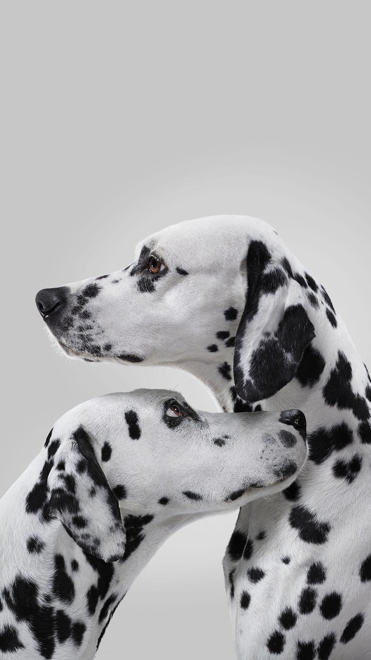 Dalmatian Black and White Removable Wallpaper  MUSE Wall Studio