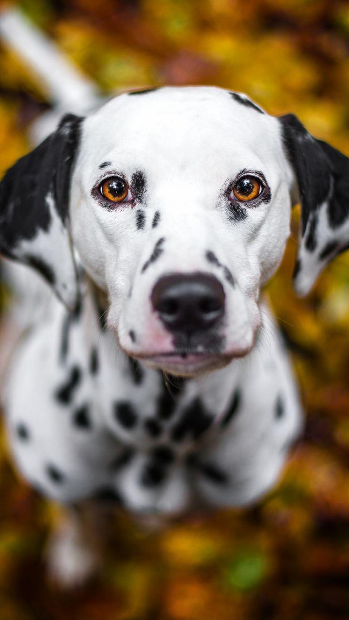 Dalmatian Wallpapers - Top Free Dalmatian Backgrounds - WallpaperAccess