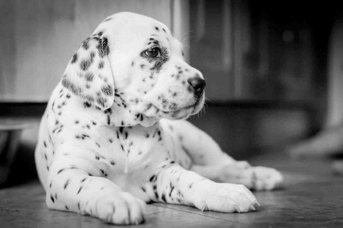 1205x800 Dalmatian Wallpaper Widescreen K29NA