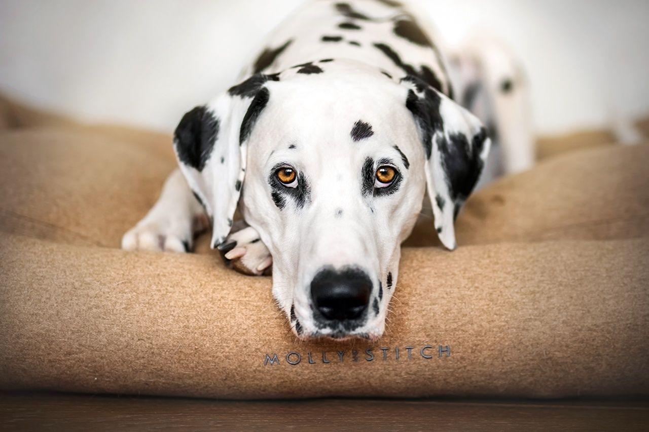1280x853 Desktop Wallpaper Dalmatian dog Snout animal Glance