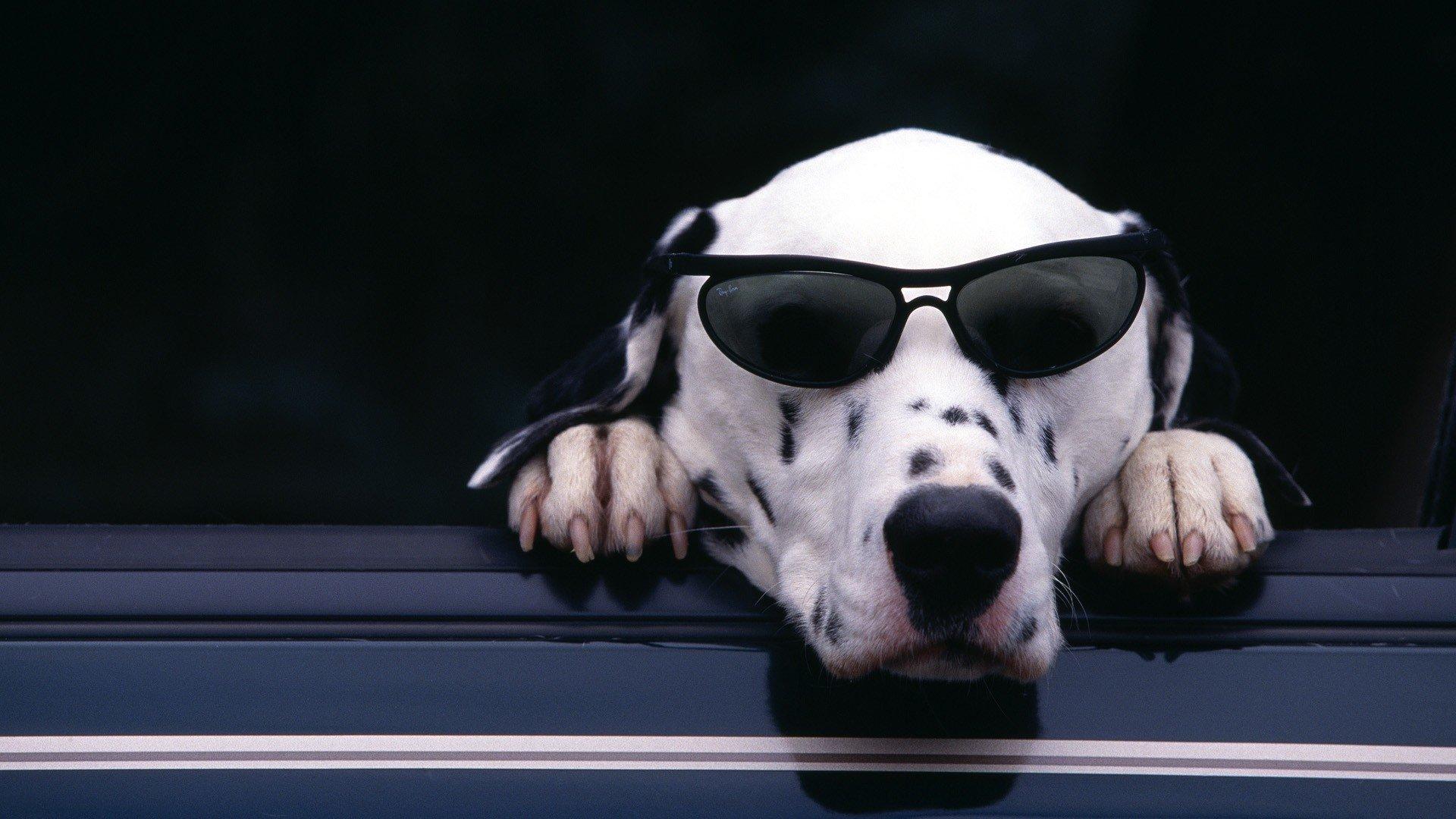 1920x1080 Dalmatian wallpaper 1920x1080 Full HD (1080p) desktop