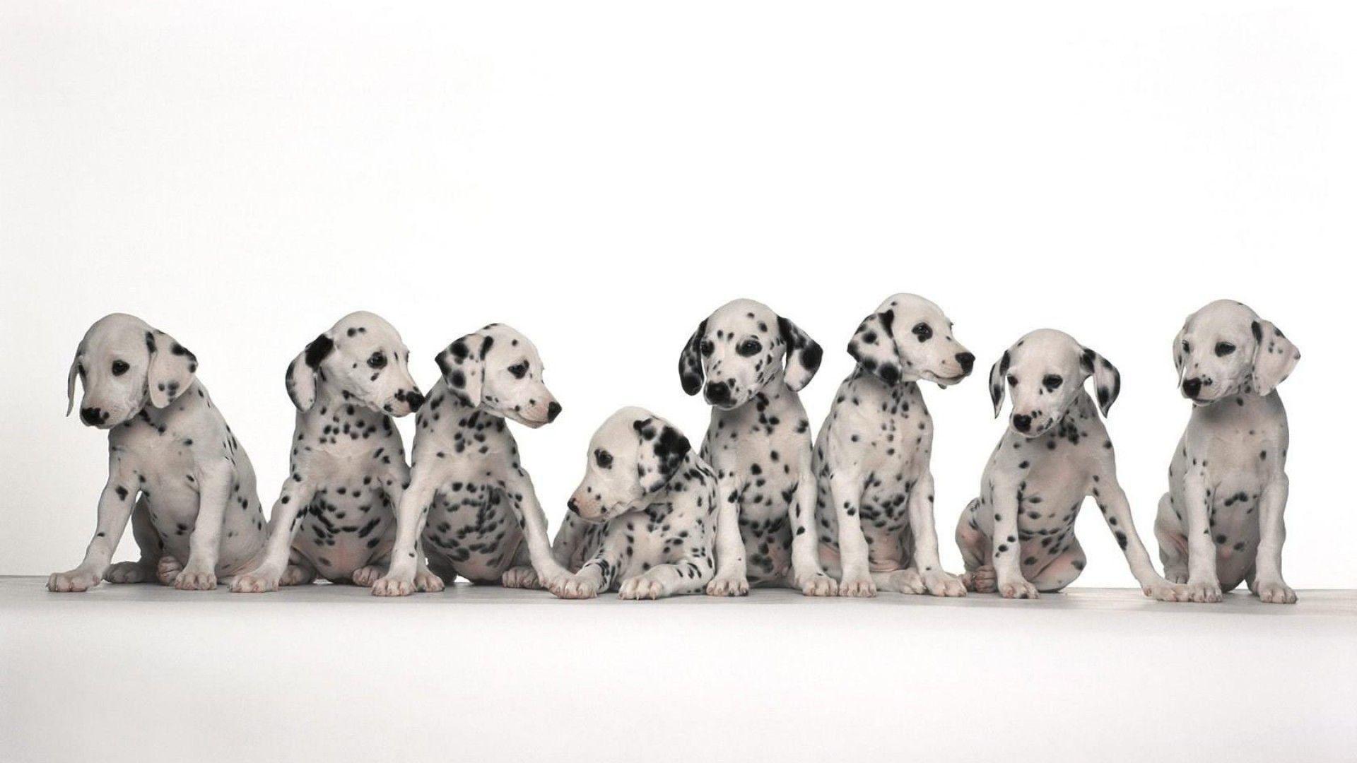 Dalmatian Wallpapers  Top Free Dalmatian Backgrounds  WallpaperAccess