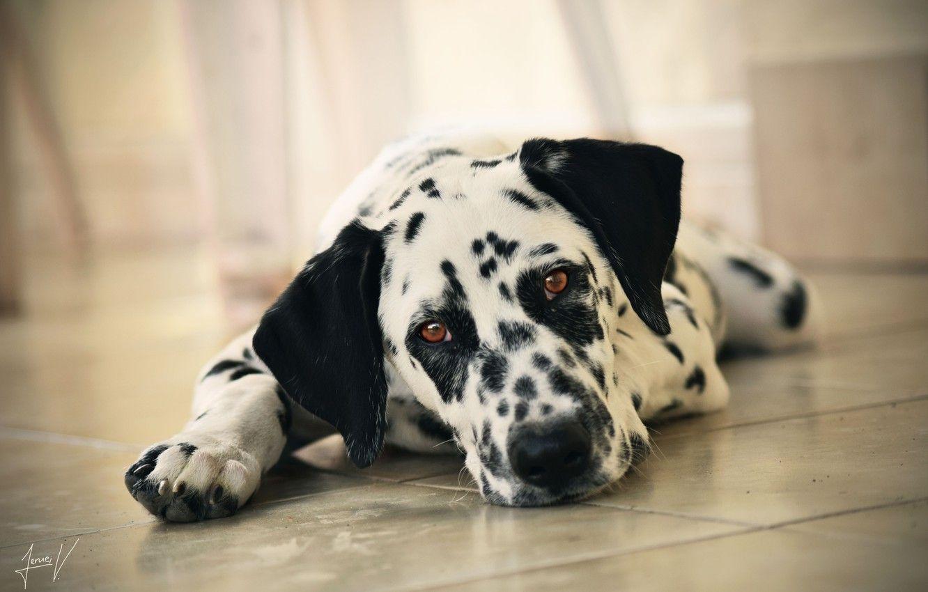 1332x850 Wallpaper look, face, dog, Dalmatian image for desktop