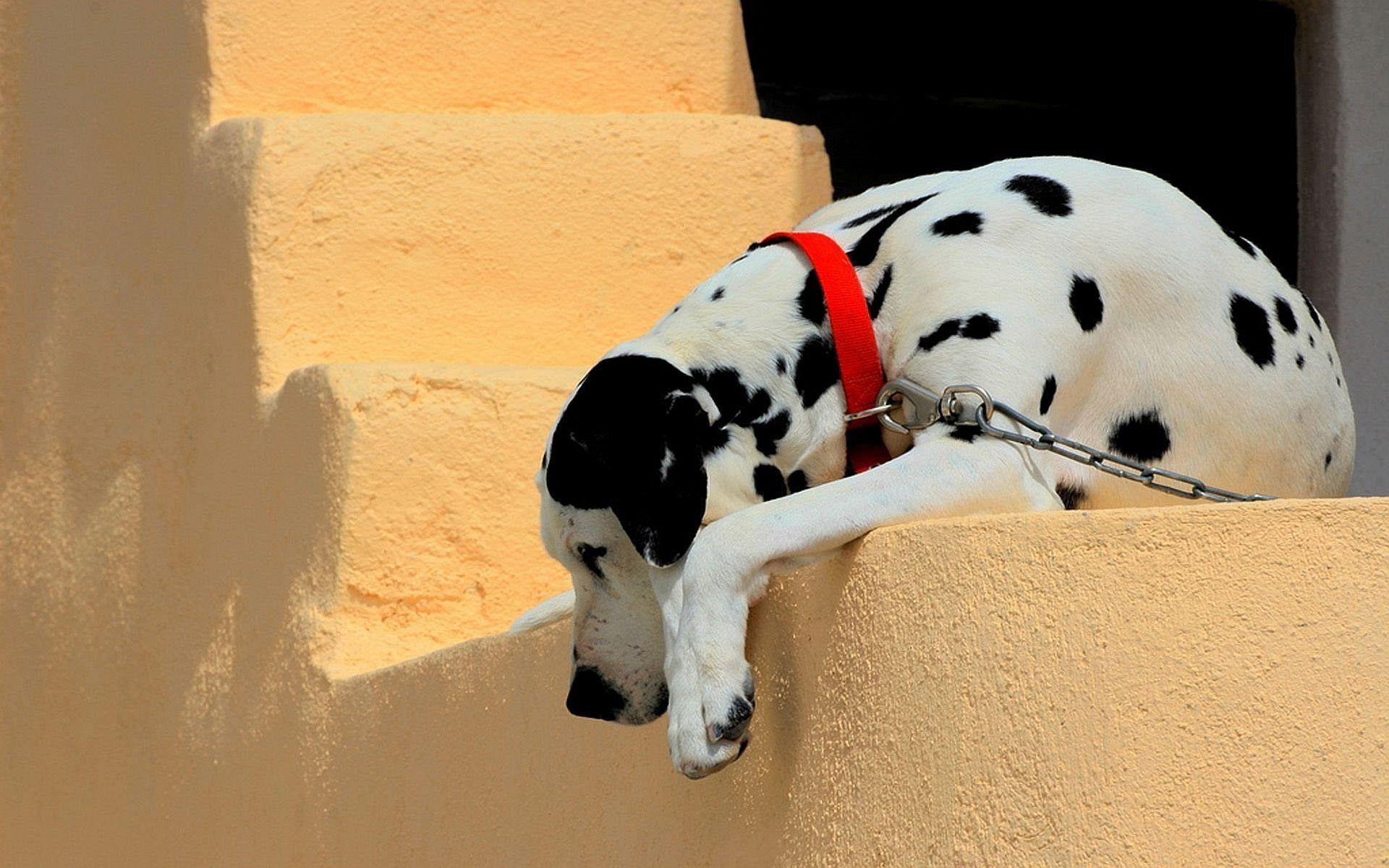 1920x1200 Funny wallpaper wallpaper cartoon stupid dalmatian dog