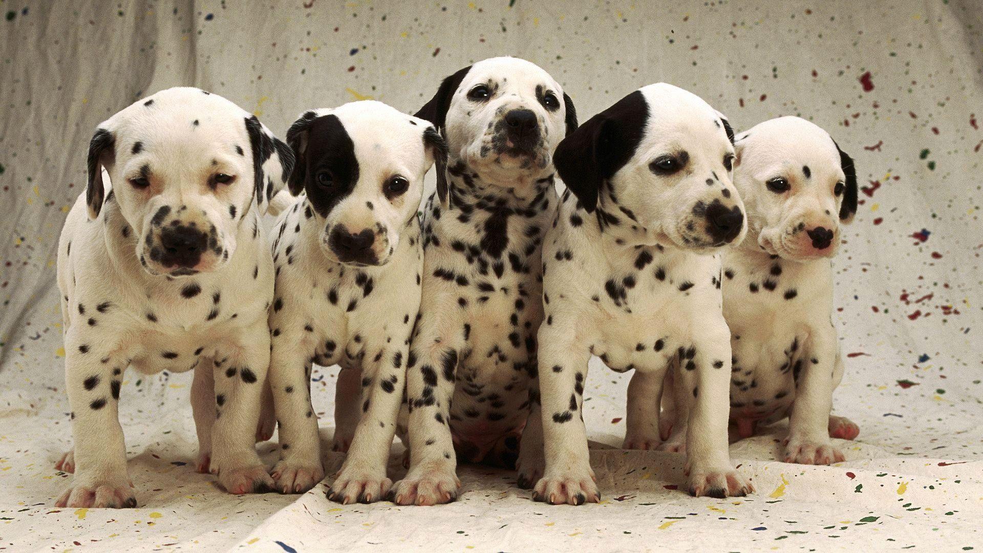 1920x1080 Dalmatians Wallpaper Beautiful Dalmatian Wallpaper