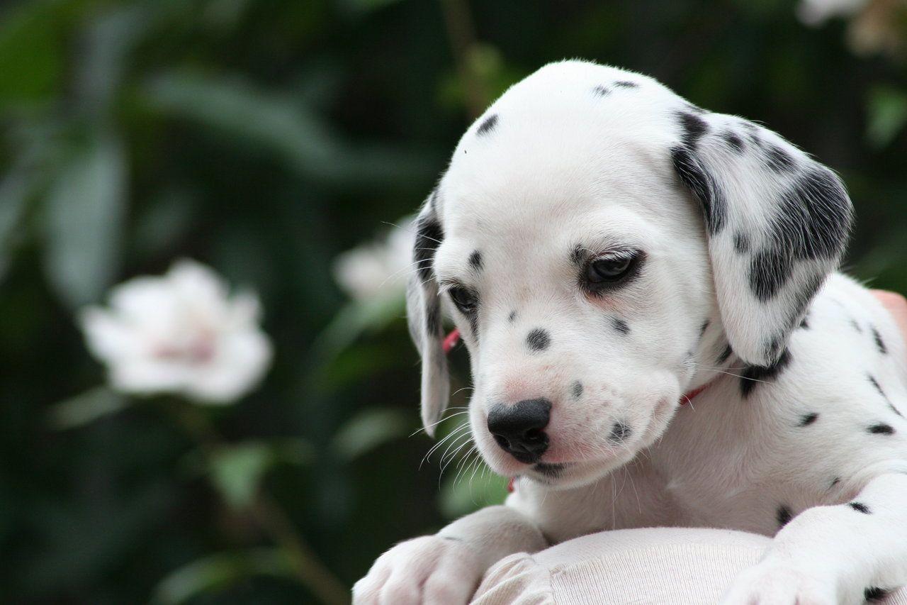 1280x853 Free download Dalmatian puppy photo and wallpaper Beautiful